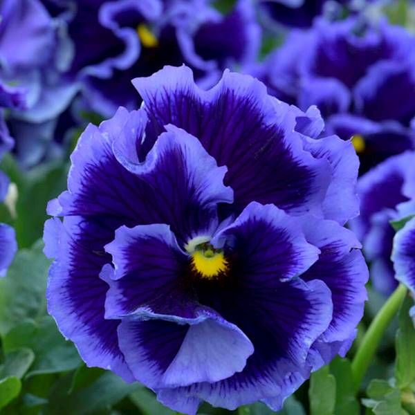 Bratek Ruffles Violet Majesty