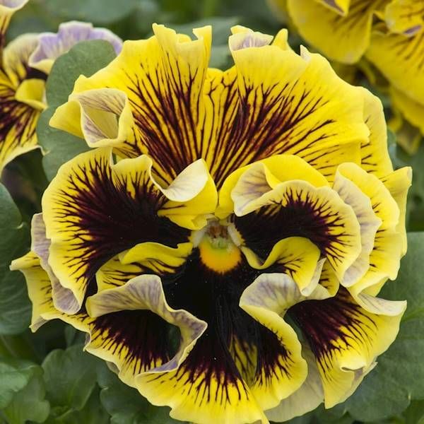 Bratek Ruffles Yellov