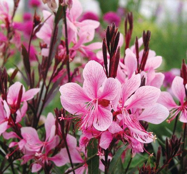 Gaura Tutti Frutti