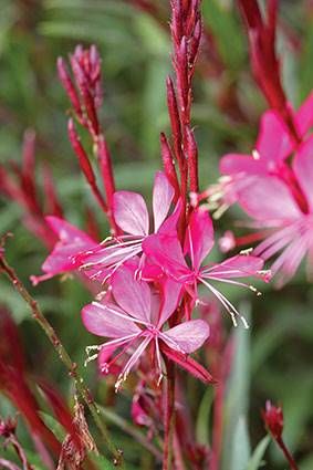 Gaura Siskiyou Pink