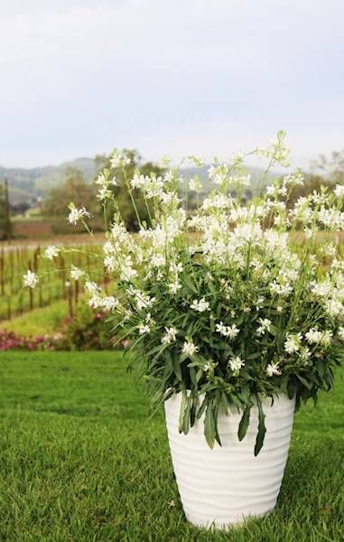 Gaura Graceful White