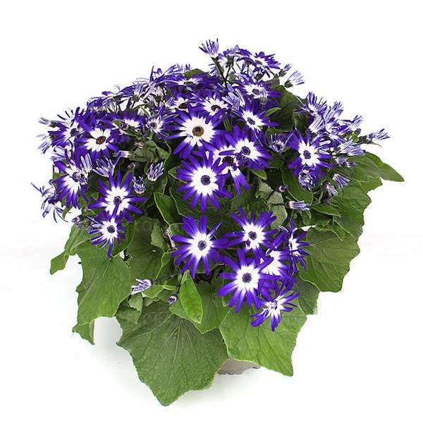 Pericallis POP! Ready Royal