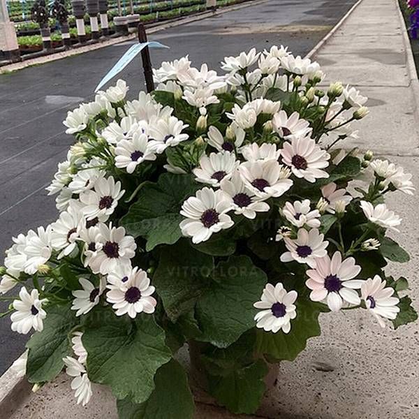 Pericallis POP! Wham White