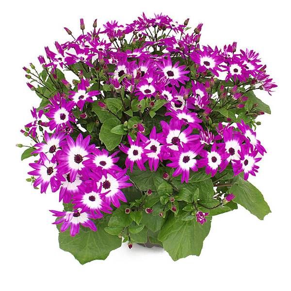 Pericallis POP! Flashy Fuchsia