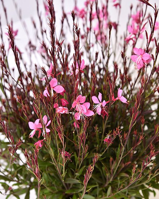 Gaura Blaze