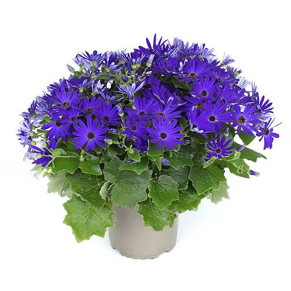 Pericallis POP! Bang Blue