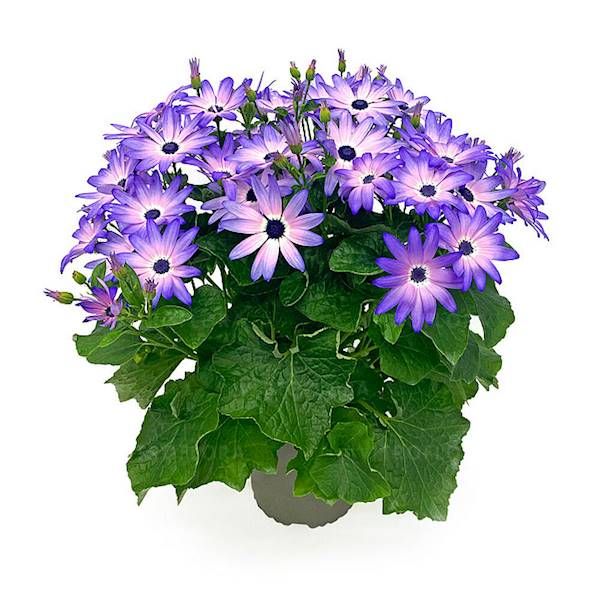 Pericallis POP! Crushed Lilac