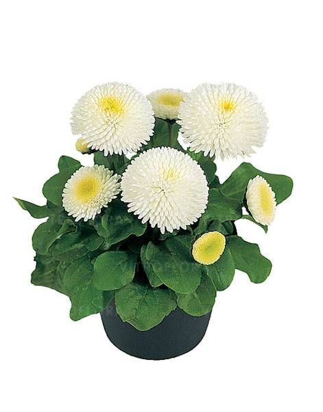Bellis Stokrotka Tasso White
