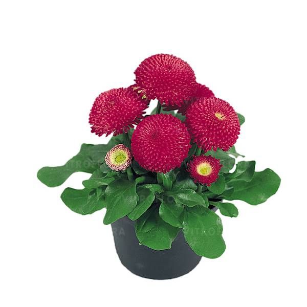 Bellis Stokrotka Tasso Deep Rose