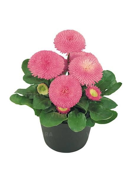 Bellis Stokrotka Tasso Pink