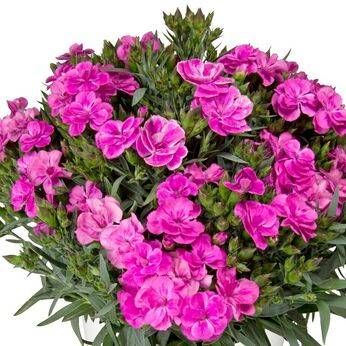 Goździk Peman Violet