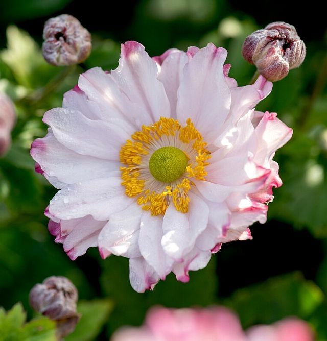 Garden Breeze Pink Touch