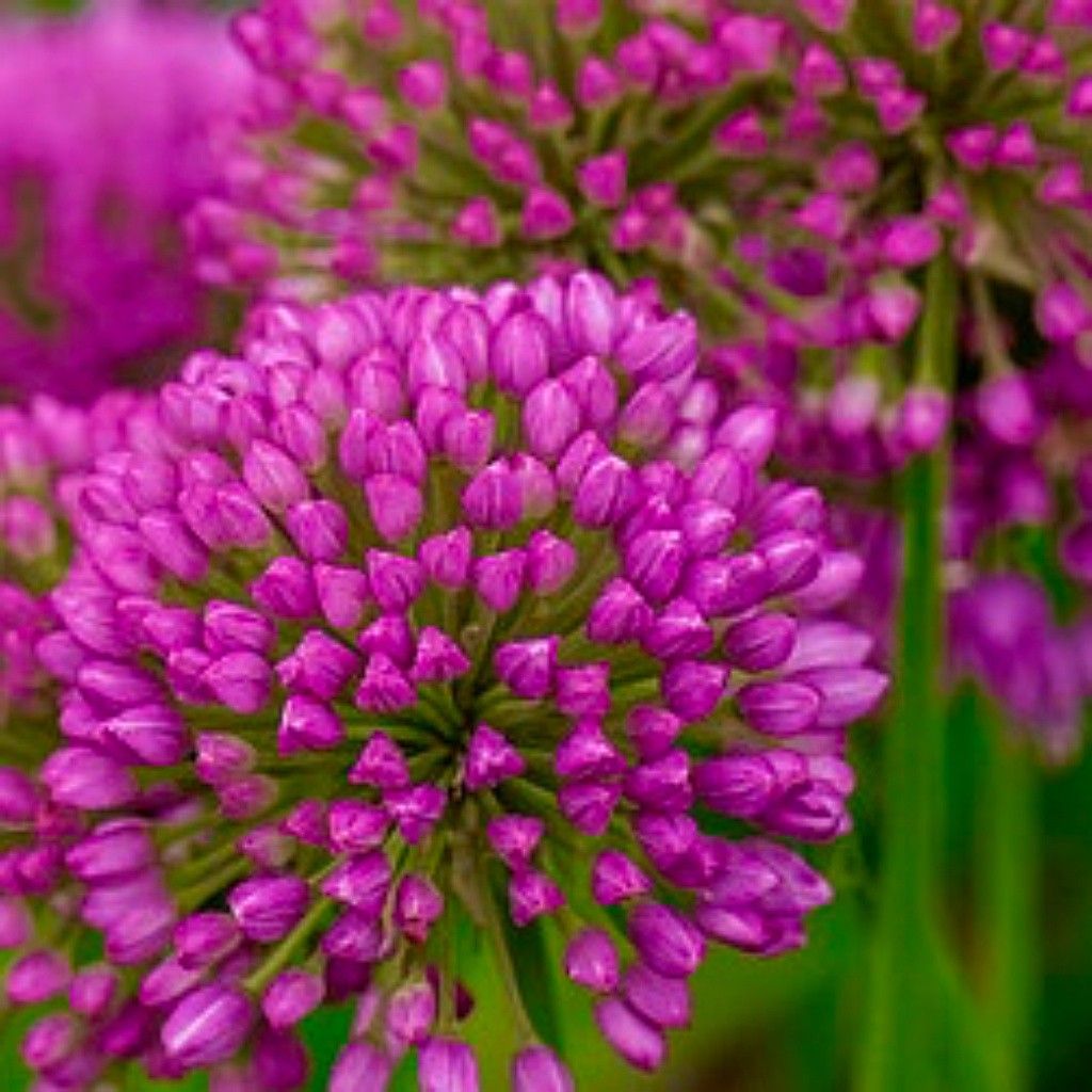 Allium Czosnek ozdobny Serendipity