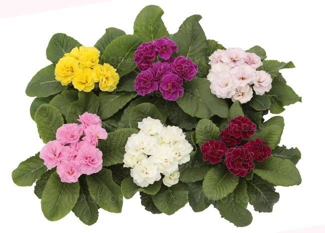 Primula Hethor Petticoat Double Mix