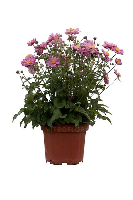 Garden Breeze Pink Touch