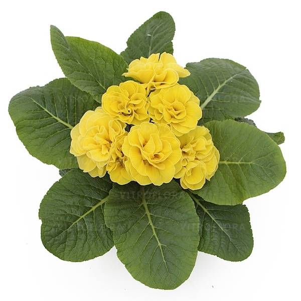 Primula Hethor Petticoat Double Yellow