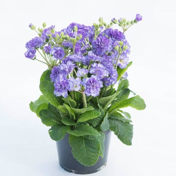 Primula Pollyanna Crystal