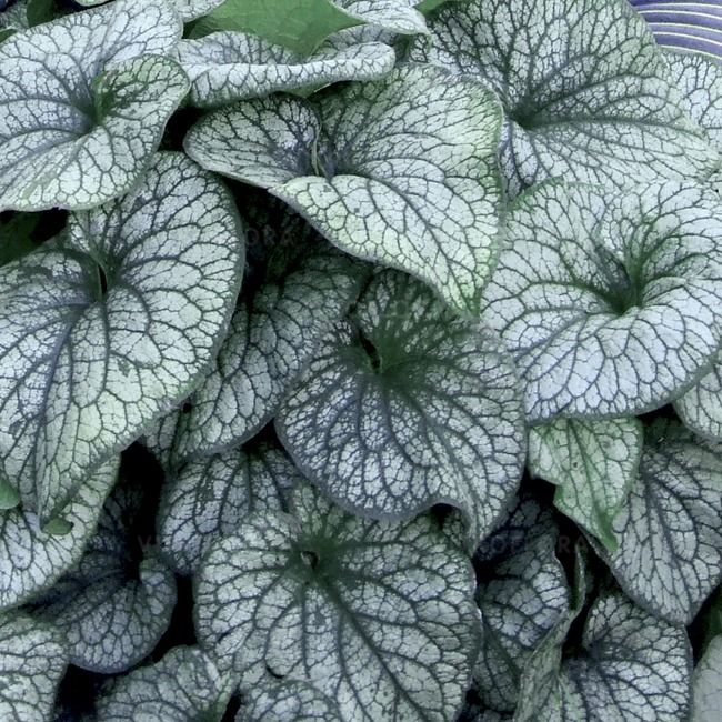 Brunnera Aleksanders Great
