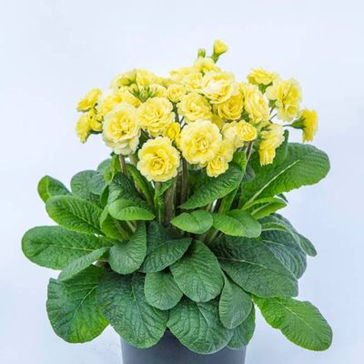 Primula Pretty Polly Jersey Cream