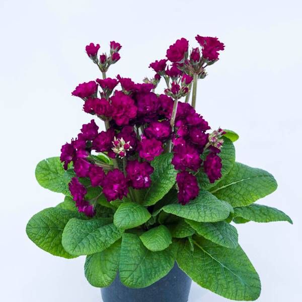 Primula Pretty Polly Burgundy