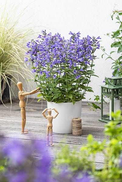 Kocimiętka Blue Planet