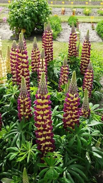 Lupinus Łubin Manhattan Lights