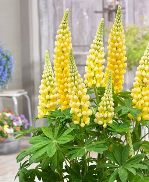 Lupinus Łubin Desert Sun