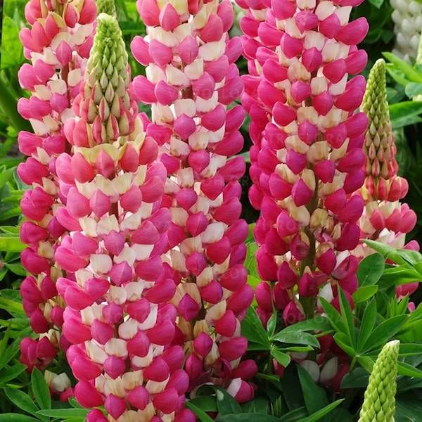 Lupinus Łubin  Rachel de Thame