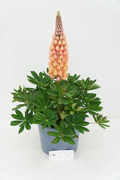 Lupinus Łubin  Salmon Star