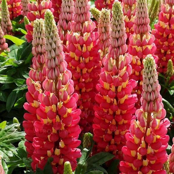 Lupinus Łubin Tequila Flame