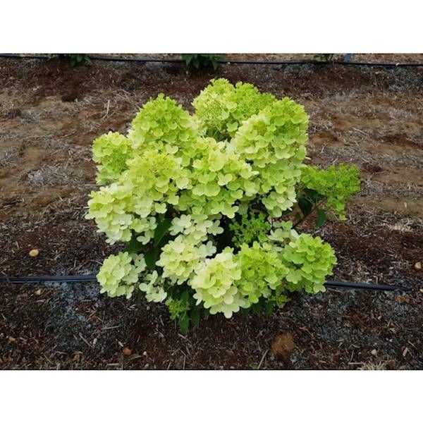 Hortensja Bukietowa Grafitti