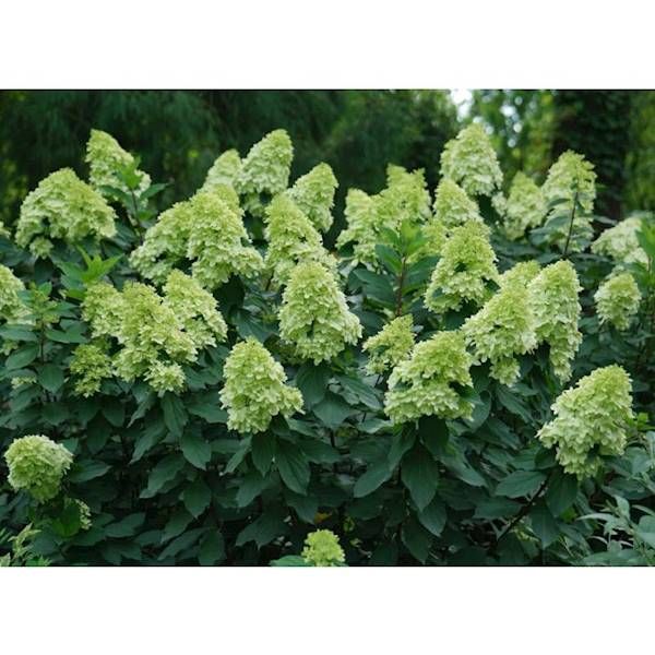 Hortensja Bukietowa Limelight Prime