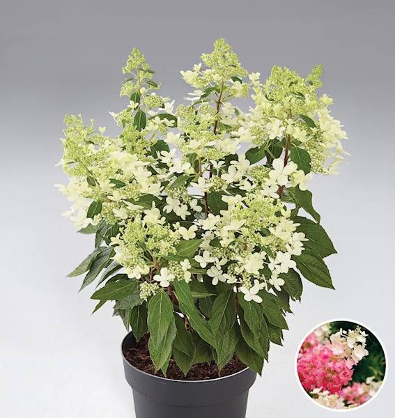 Hortensja Bukietowa PANDRIA