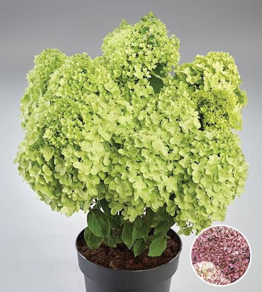 Hortensja bukietowa PANDORA