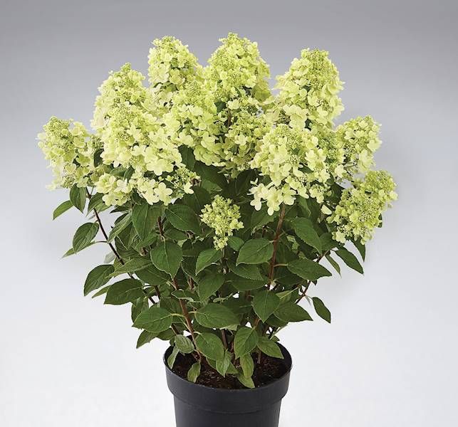 Hortensja Bukietowa PANORAMA