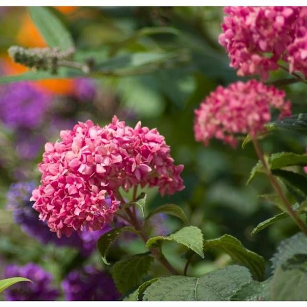 Hortensja Pink Annabelle