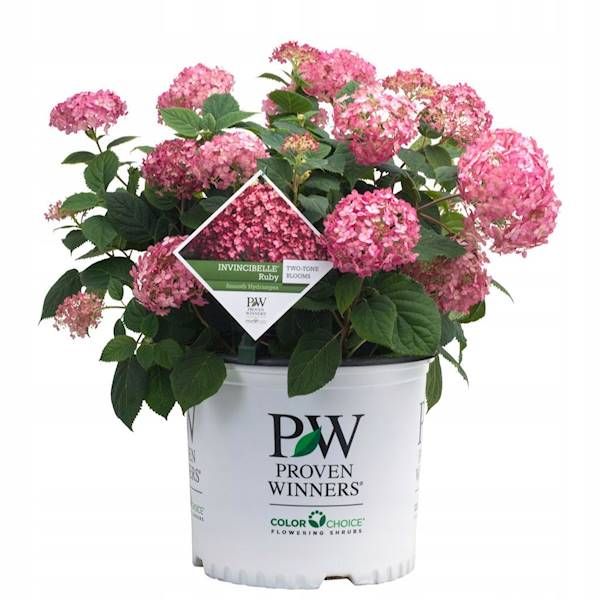 Hortensja Ruby Annabelle