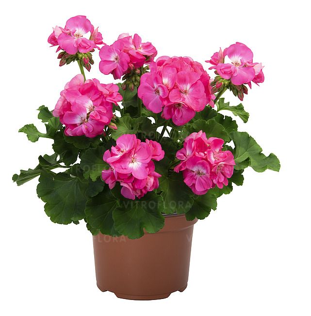Pelargonia Big EEZE Pink Panther