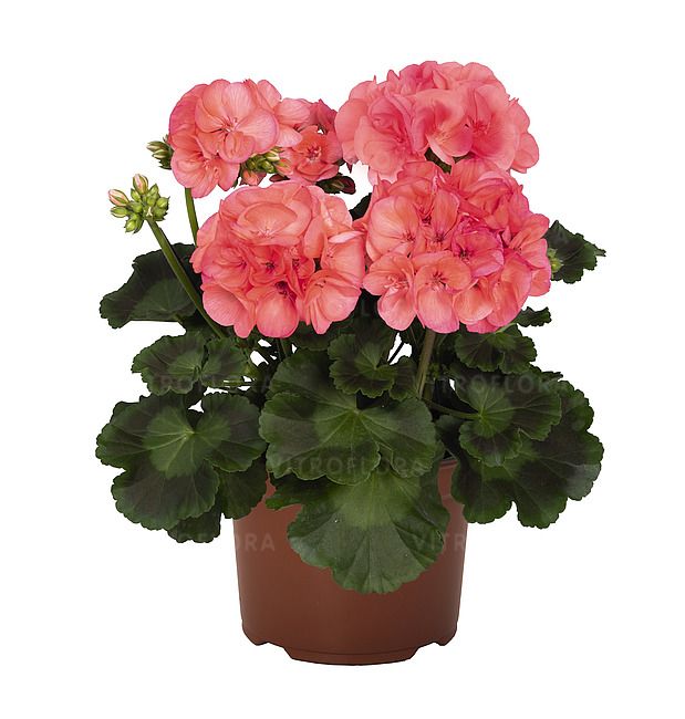 Pelargonia Big EEZE Watermelon