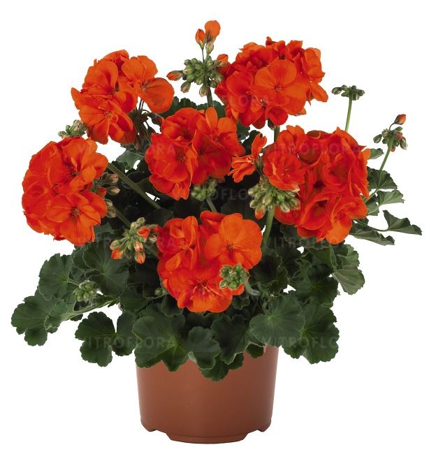 Pelargonia Green Idols Orange