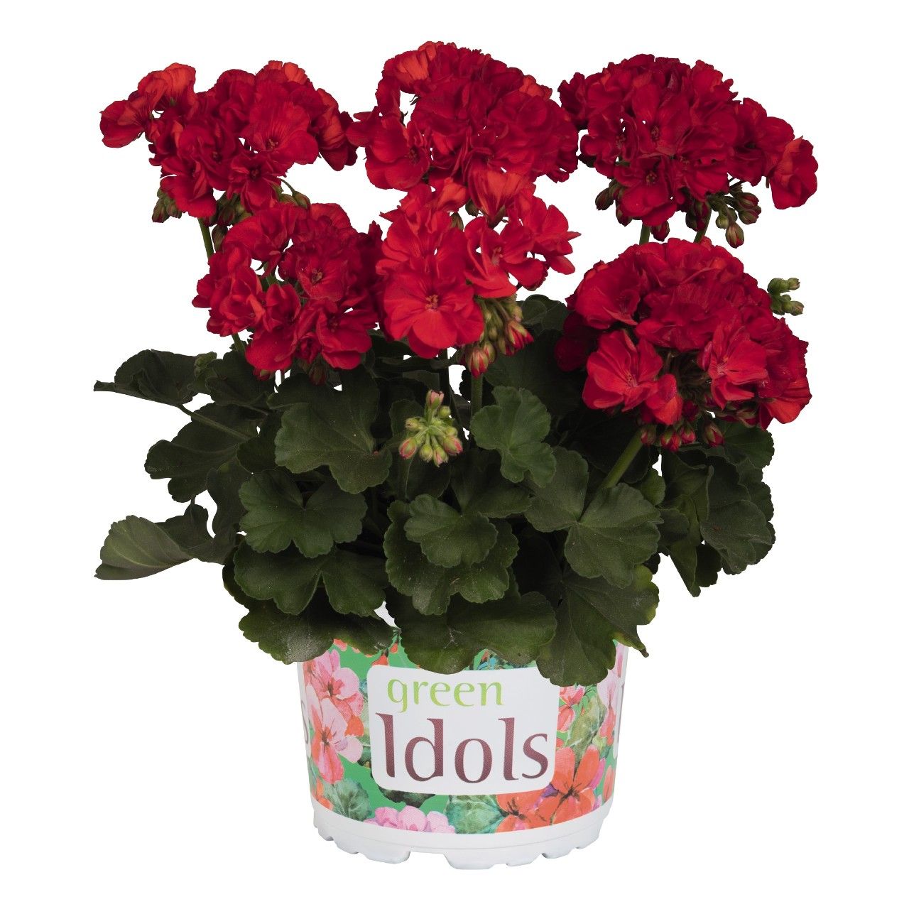 Pelargonia Green Idols True Red