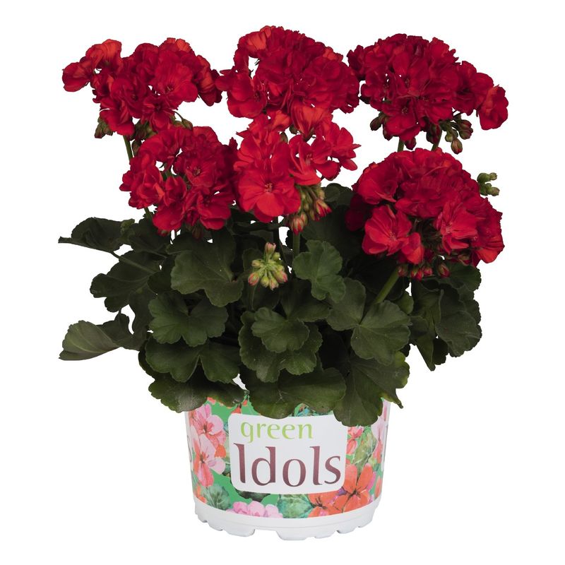Pelargonia Green Idols True Red