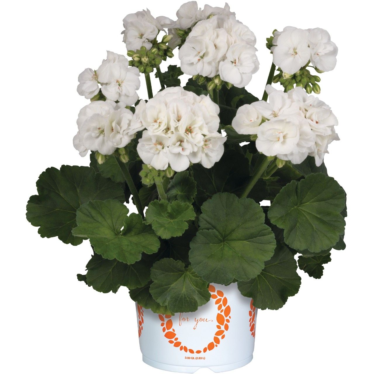 Pelargonia Green Idols™ White