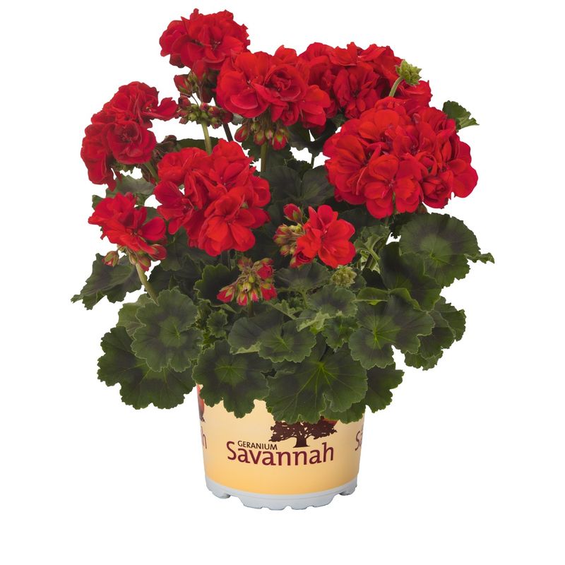 Pelargonia Savannah™ Really Red