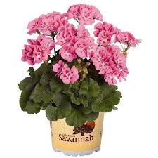Pelargonia Savannah™ True Pink