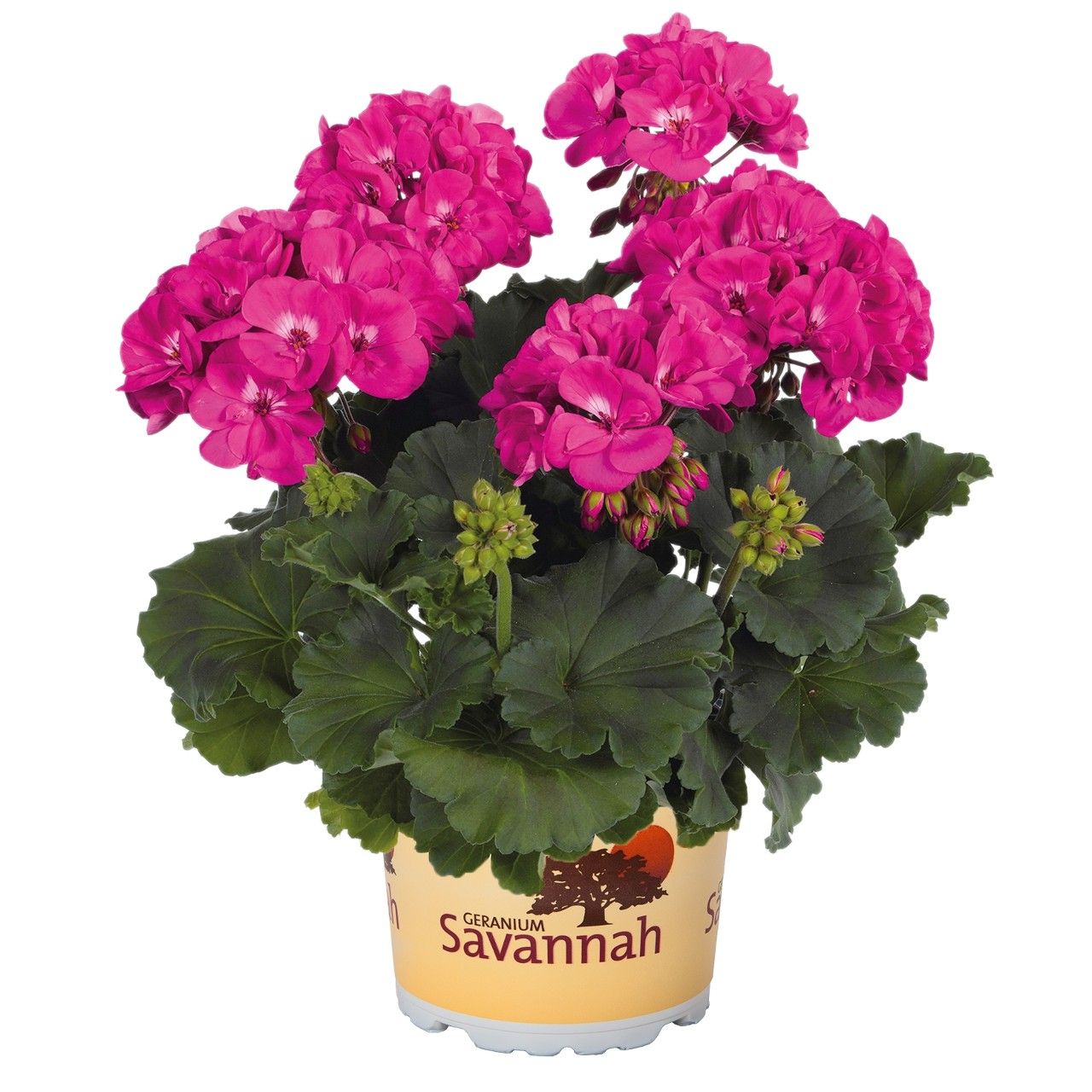Pelargonia Savannah Blue