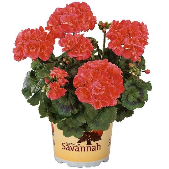 Pelargonia 	Savannah™ Oh so Orange