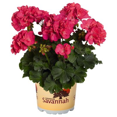 Pelargonia Savannah™ Punch Imp. Pelargonia Savannah™ Punch Imp.