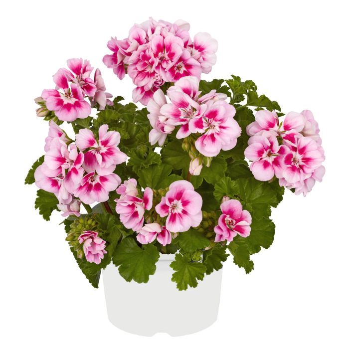 Pelargonia Trendix Pink Eye