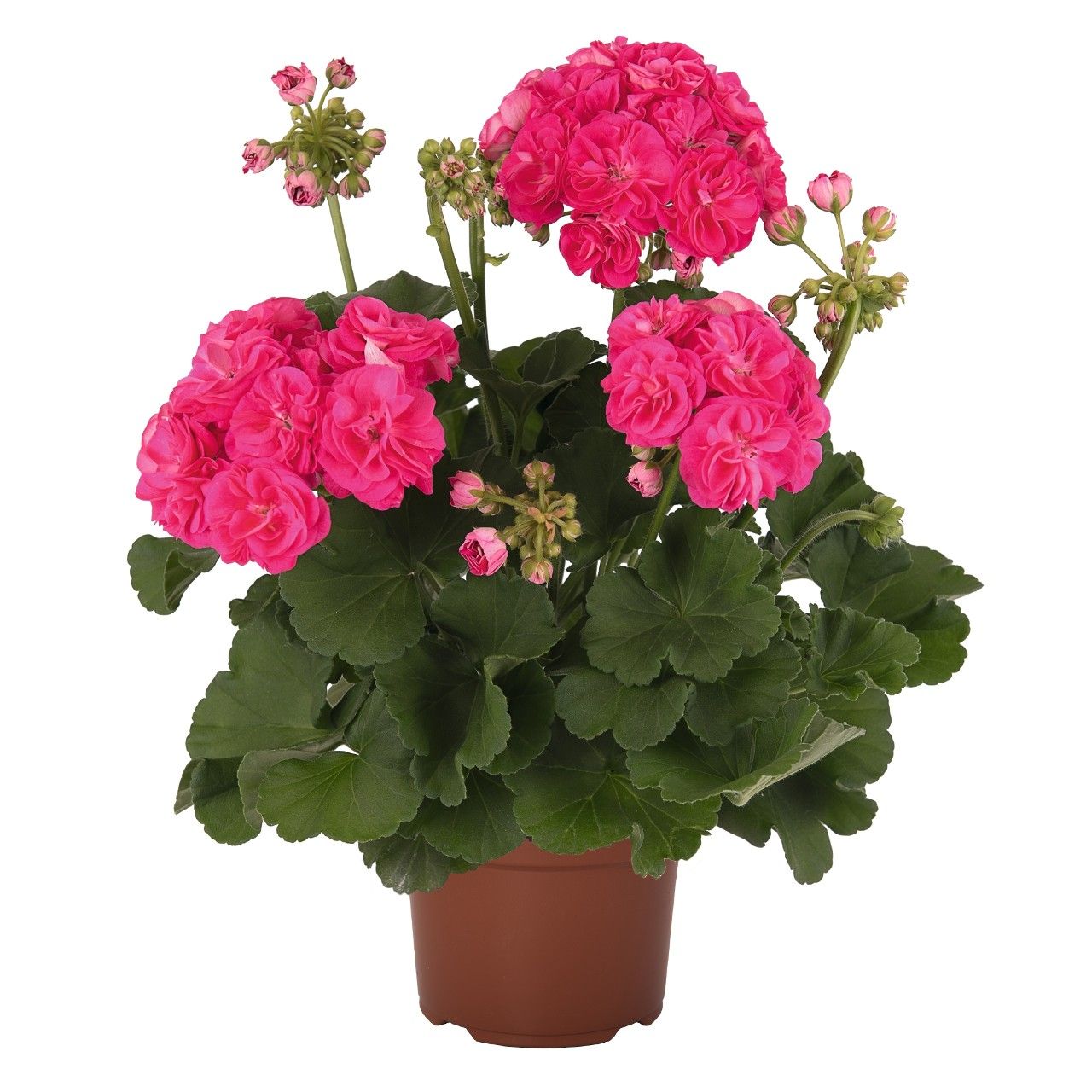 Pelargonia Survivor Idols® Rosalinda Pelargonia Survivor Idols® Rosalinda